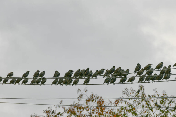A flock of starlings sits. A flock of starlings, which sits on the wire  - Photo, Image