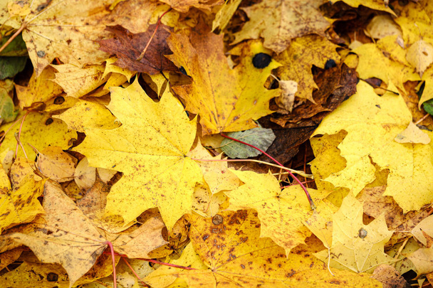 orange autumnal tree leaves on the ground - Photo, Image
