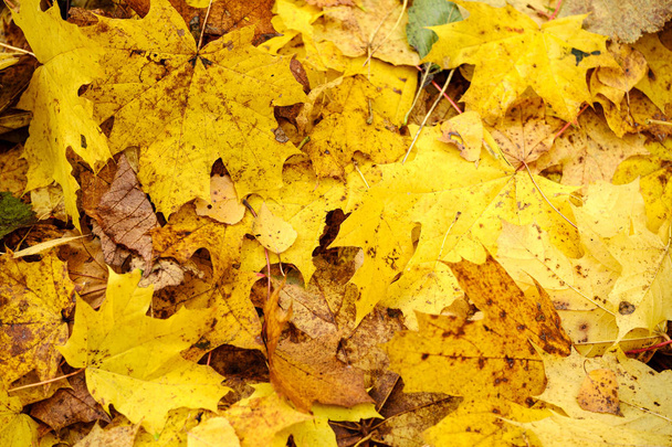 oranžový podzimní strom listí na zemi - Fotografie, Obrázek