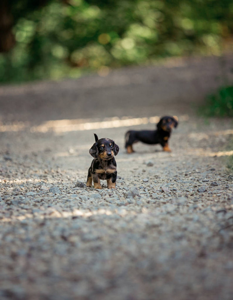 Μικρό κουτάβι φυλή dachshund με τα πόδια κάτω από το δρόμο. Μαρμάρινο χρώμα του σκύλου. - Φωτογραφία, εικόνα
