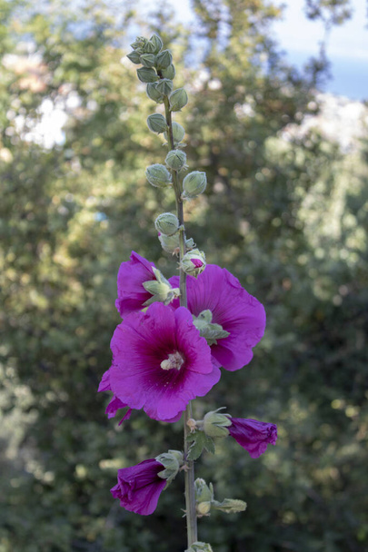 Большой фиолетовый цветок Hollyhock Alcea rosea цветет, закрыть
 - Фото, изображение