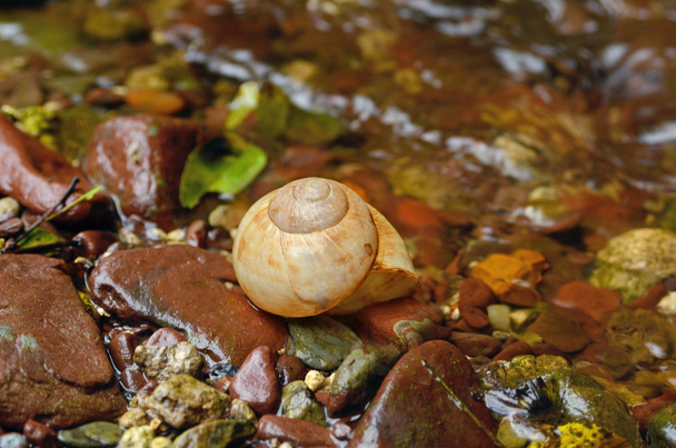 a nedves köveket Shell - Fotó, kép