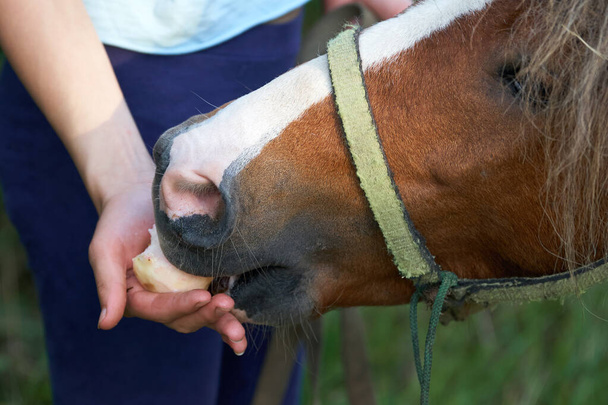 Teenage girl feeding a funny brown pony colt with freshly collected apples outdoors in summer - Photo, Image