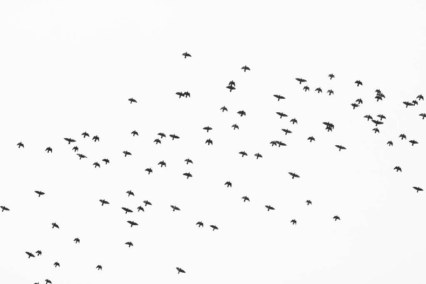 Monochromatyczne zdjęcie przedstawiające stado dzikiego ptactwa na niebie - Zdjęcie, obraz