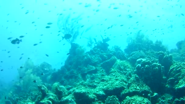 Каріббовий острів Бонайре під водою пірнаючі дайвери відео - Кадри, відео