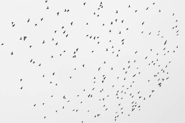 Монохромная фотография, изображающая стаю диких птиц на небе
 - Фото, изображение