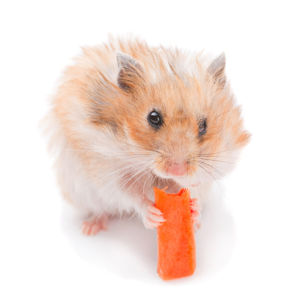 Хомяк ест морковь
 - Фото, изображение