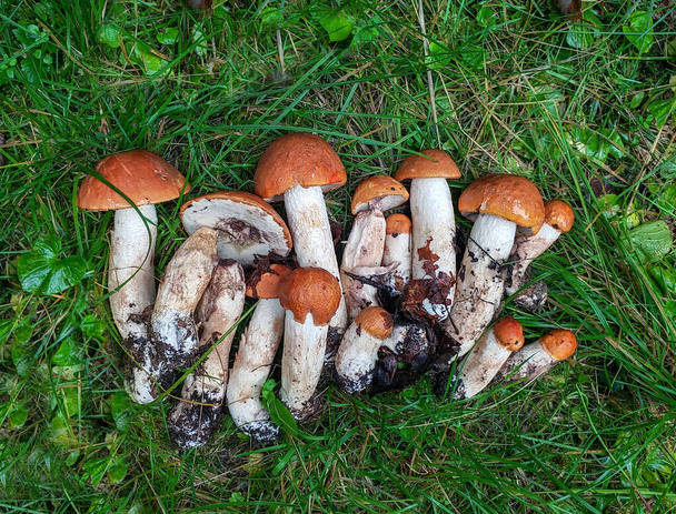 Urocza para świeżych grzybów jadalnych w lesie iglastym. Młode grzyby wieprzowe w lesie. - Zdjęcie, obraz