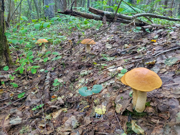 Lovely pair of fresh edible mushrooms in coniferous forest. Young porcini mushrooms in the woods. - Photo, Image