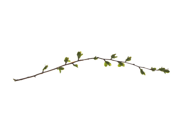 Pflanze isoliert auf weißem Hintergrund - Foto, Bild