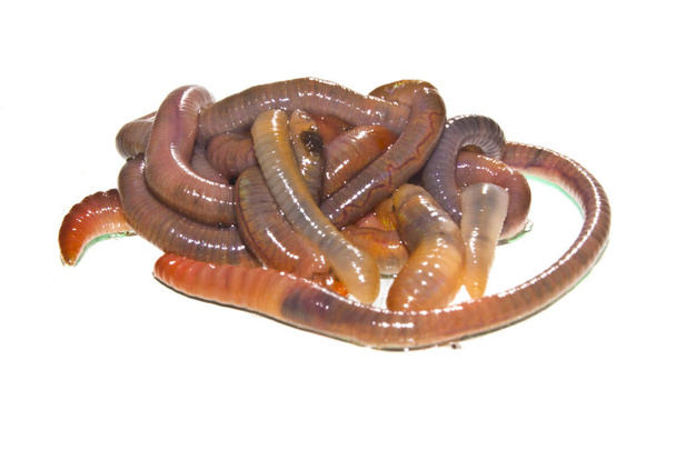 worm geïsoleerd op witte achtergrond - Foto, afbeelding