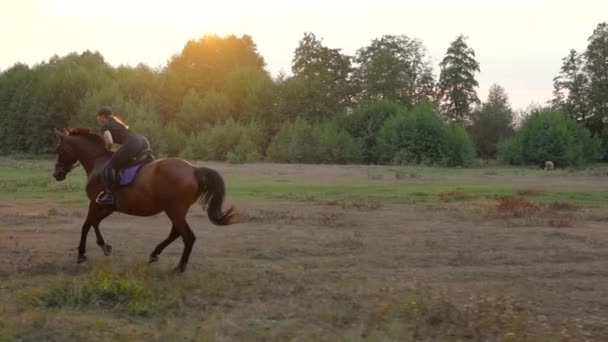 Žena jezdícího na koni tryskem při západu slunce. Jízda na koni v pomalém pohybu. - Záběry, video
