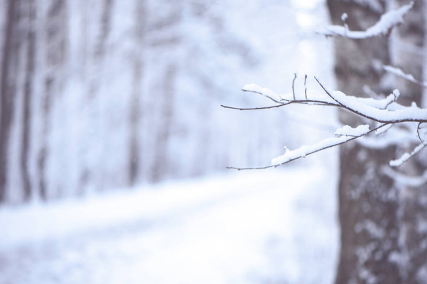 Zimowe rozmazane tło, z miejscem na tekst. Gałęzie drzew c - Zdjęcie, obraz
