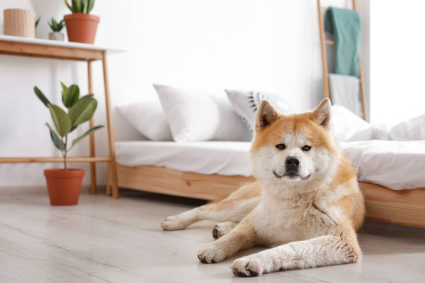 Cute Akita Inu dog near bed in room with houseplants, space for text - 写真・画像