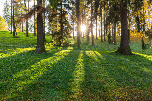 Schöne Morgenszene im Wald mit Sonnenstrahlen und langen Schatten - Foto, Bild