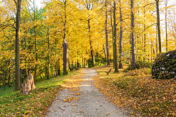Jesienna sceneria lasu z drogą jesiennych liści i ciepłe światło iluminujące złote liście. Ścieżka w scena jesienny leśny przyroda. Żywy październik dzień w kolorowym lesie, klon jesień drzewa droga jesień - Zdjęcie, obraz
