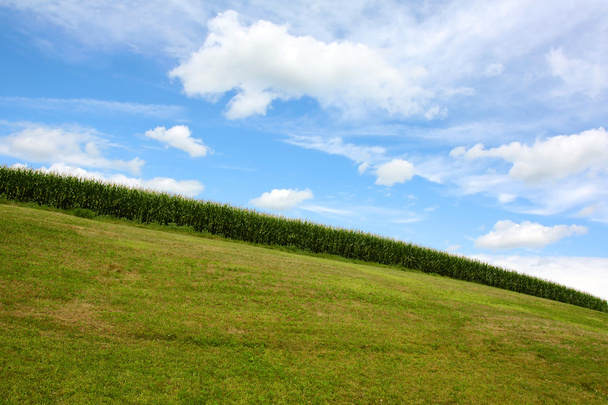 Maisfeld auf dem Hügel - Foto, Bild