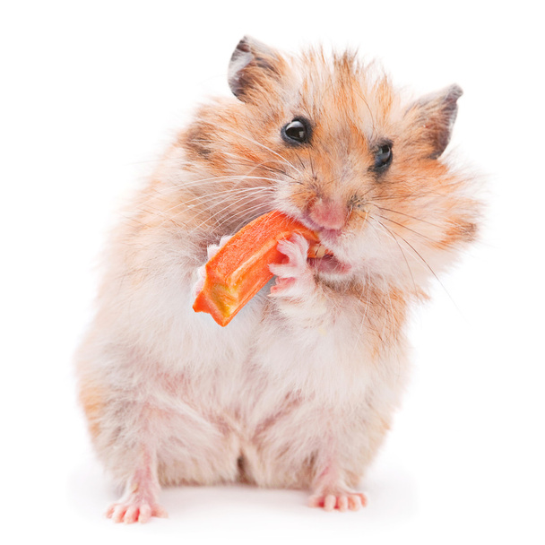 Hamster eating - Photo, Image