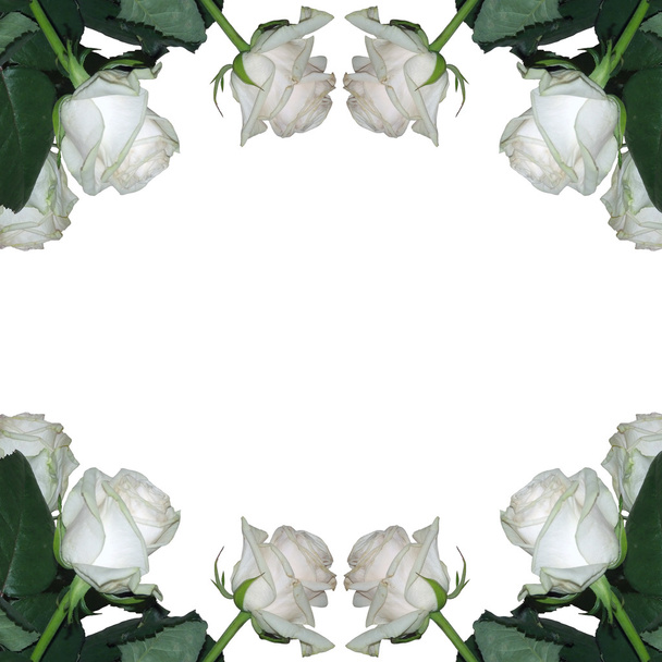 bílé růže - Fotografie, Obrázek