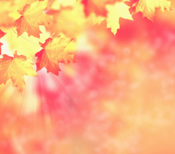 podzimní krajina s jasně barevnými listy. Babí léto. - Fotografie, Obrázek