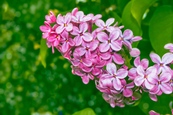 Bright and colorful flowers lilac - Photo, Image