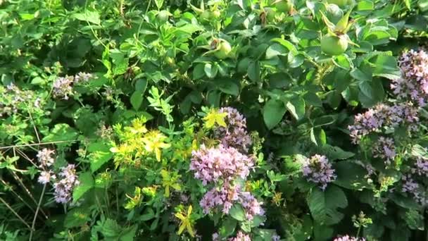 honey bee on wild growing thyme herb. - Footage, Video