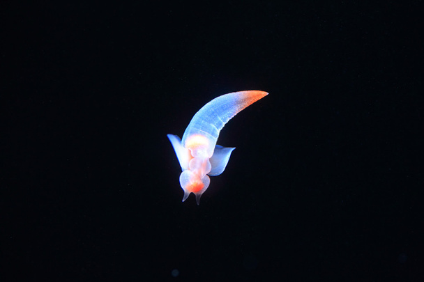 Mariposa del mar desnuda o ángel del mar (Clione común) en Hokkaido, Japón
 - Foto, Imagen