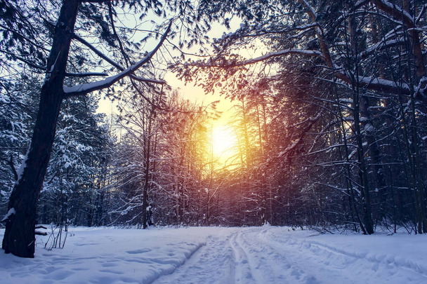 Landscape with winter forest and bright sunbeams. Sunrise, sunset in beautiful snowy forest. - Fotó, kép