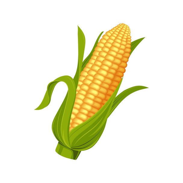 illustration vectorielle épi de maïs isolé sur fond blanc. - Vecteur, image