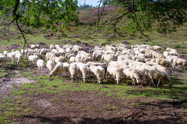 Manada de ovelhas em urze roxa e violeta
  - Foto, Imagem