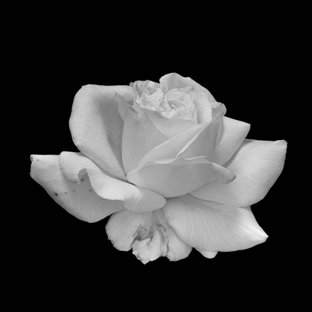 Monochrom weiße Rosenblüte Makro mit Regentropfen, schwarzer Hintergrund - Foto, Bild