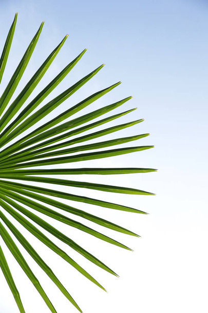 зеленые пальмовые листья, изолированные на голубом небе. Абстракция, фон, узор, текстура, плакат. С местом для копирования текста. Вертикальное фото
. - Фото, изображение