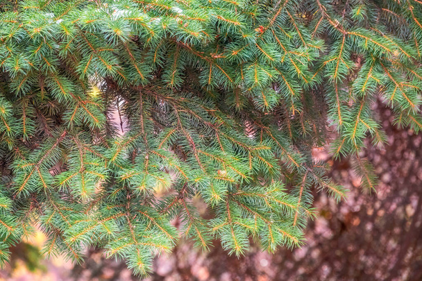 Green spruce branches in the sunlight. - Foto, Bild
