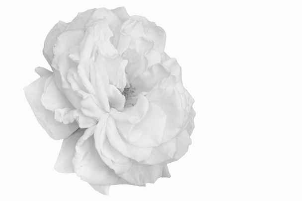 Monochrome white rose blossom macro,white background, fine art - Photo, Image
