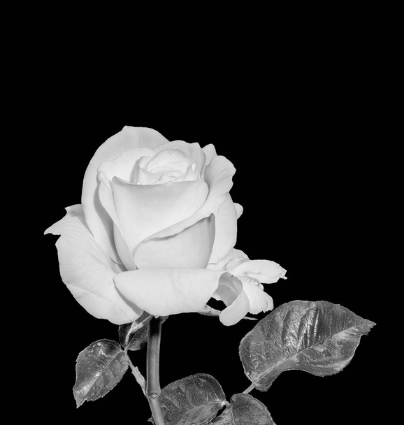 monochrome white rose blossom macro.leaves,stem,rain drops,on black - Photo, Image