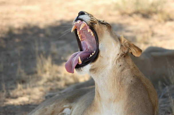 die Löwin (panthera leo) in der Kalahari-Wüste, die mit offenem Maul und großen Zähnen im Schatten liegt. trockener Busch im Hintergrund. Löwin-Porträt zum Anfassen. - Foto, Bild