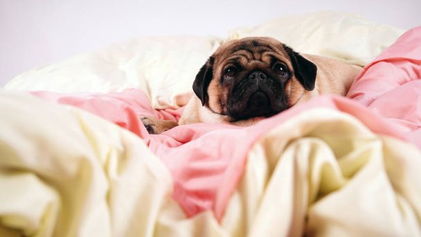 人間のベッドで面白い肖像画のパグ。貧しい悲しい病気の退屈犬の概念。ペットケアと動物の概念。テキストコピースペース. - 写真・画像