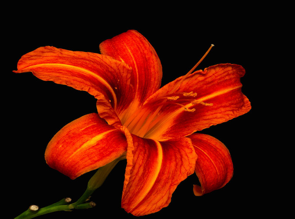 Largo aberto vermelho brilhante daylily flor, fundo preto
 - Foto, Imagem