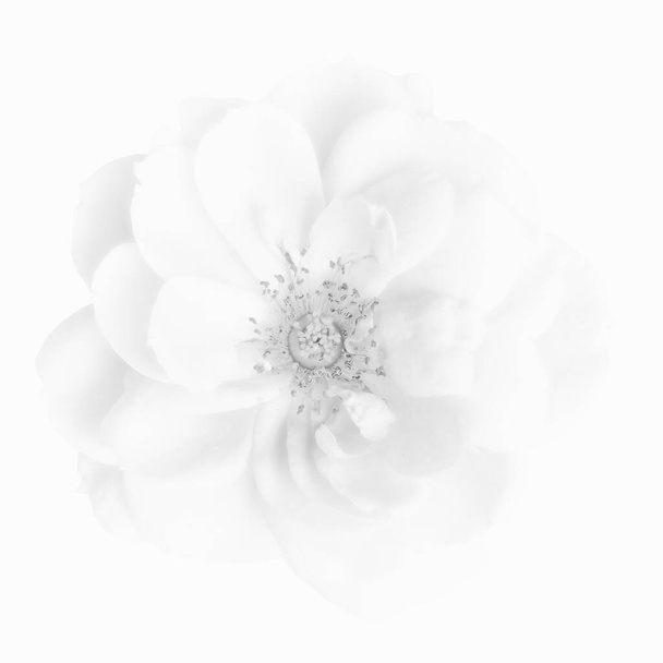 marca de agua de alta clave monocromo brillante flor de rosa blanca aislada
 - Foto, imagen