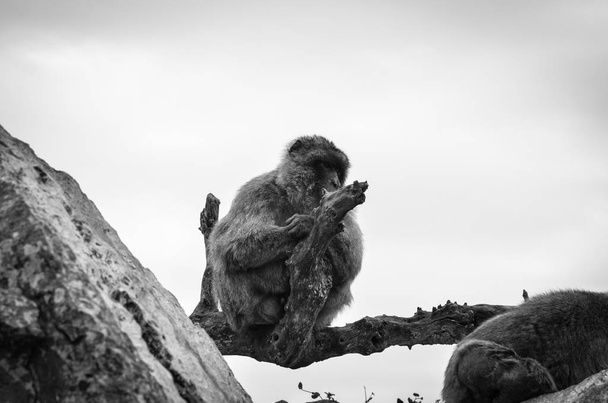 małpy gibraltarskie widok z bliska - dzika przyroda w skale rezerwatu gibraltarskiego - Zdjęcie, obraz