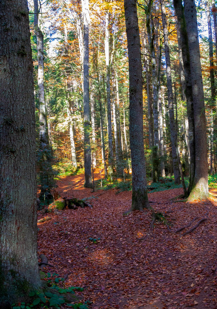 Forest,Autumn path - Фото, изображение