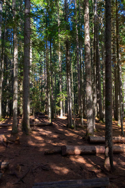 Forest,Autumn path - Фото, зображення