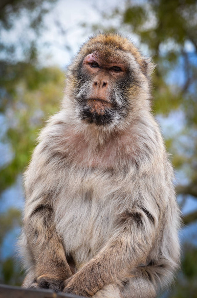 macacos gibraltar vista de perto - vida selvagem dentro da rocha de reserva gibraltar
 - Foto, Imagem