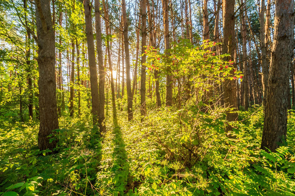 escena del hermoso atardecer en el bosque de pinos de verano con árboles y hierba
 - Foto, Imagen