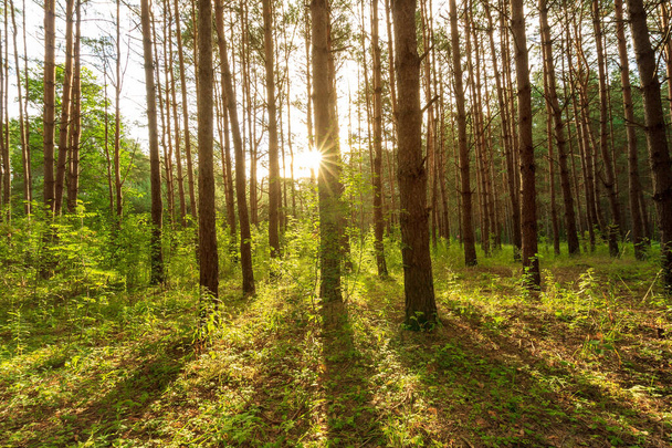 escena del hermoso atardecer en el bosque de pinos de verano con árboles y hierba
 - Foto, imagen