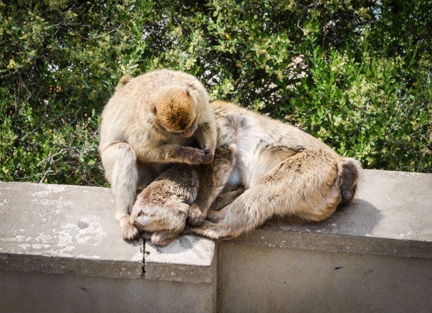 monos gibraltar vista de cerca - vida silvestre dentro de la roca de gibraltar reserva
 - Foto, Imagen