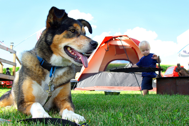 Campeggio cane amichevole
 - Foto, immagini