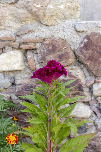 A planta (Celosia cristata) cresce e floresce em um canteiro de flores
 - Foto, Imagem