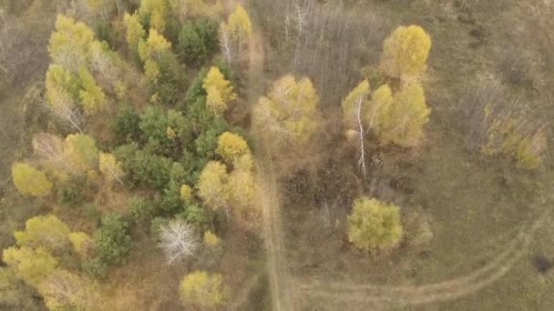 Colourful autumn colours in forest form above, captured with a drone. - Video