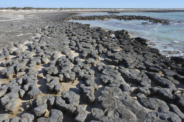 Batı Avustralya 'daki Shark Körfezi' nde Stromatolitler - Fotoğraf, Görsel